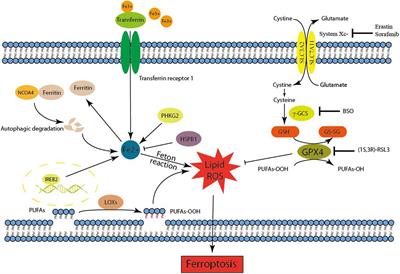 The Role of Ferroptosis in Cancer Development and Treatment Response